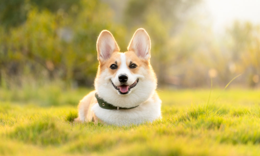 125 Cute Boy Dog Names If You Adopt A New Puppy