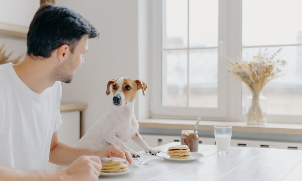 Can Dogs Have Cinnamon? Will Cinnamon Harm Dogs? CityBear