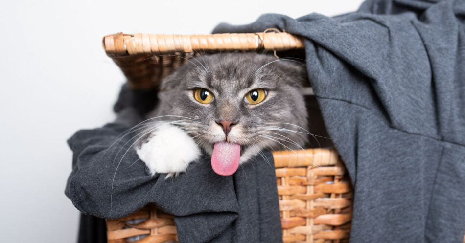 How To Get Cat Pee Smell Out Of Clothes