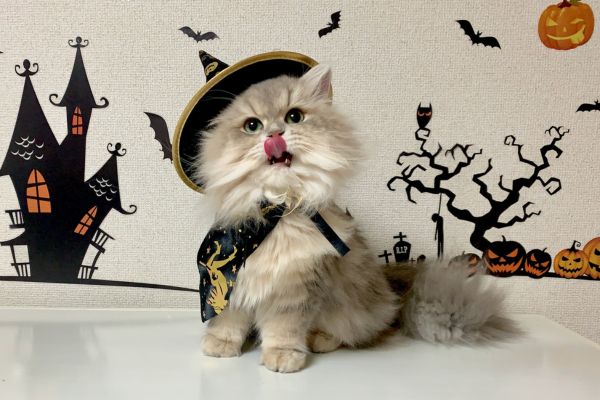 Halloween Cat Safety Tips