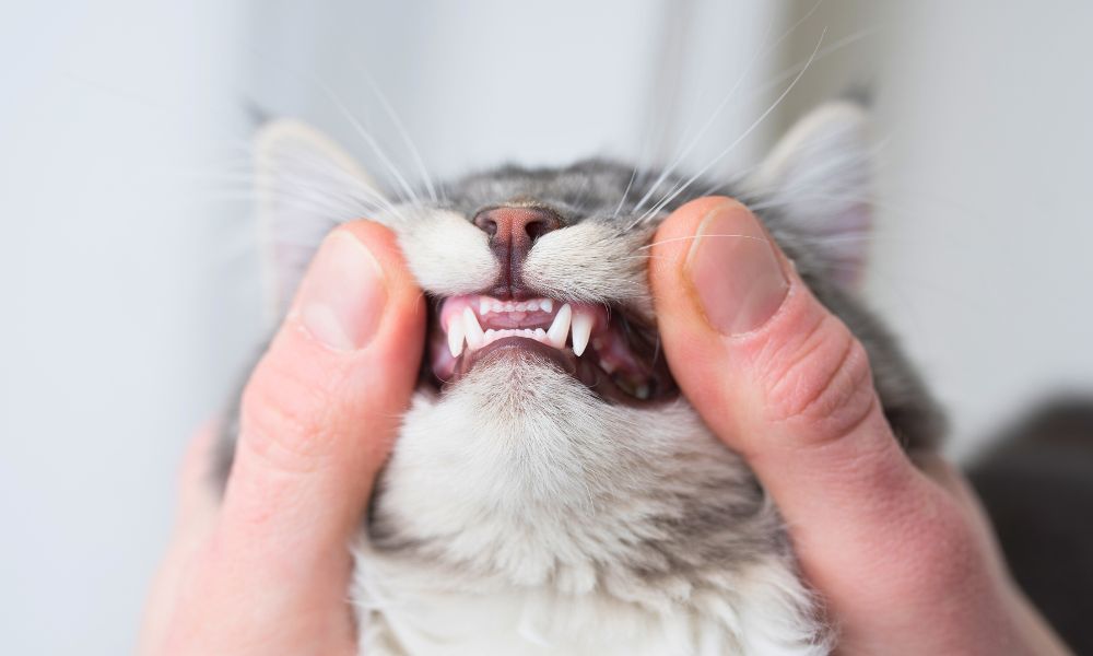 How Many Teeth Does A Cat Have