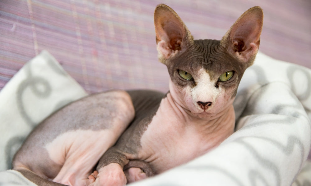 How Much Is A Sphynx Cat