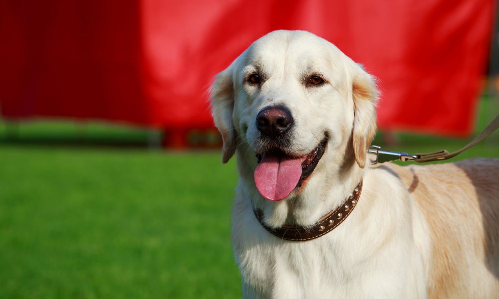 The 16 Most Affectionate Dog Breeds