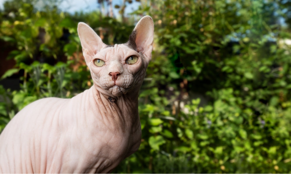 What Do You Have To Do When You Own A Sphynx Cat