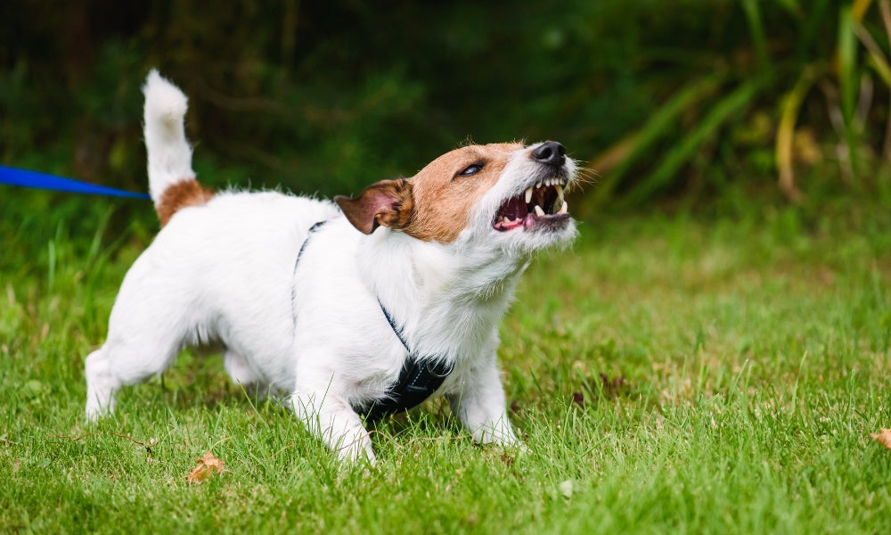 Why Do Dogs Bark At Other Dogs?