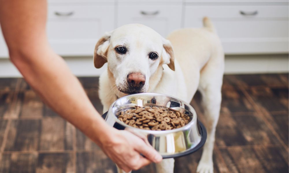 100 Best Food Names For Dogs That Are Deliciously Adorable