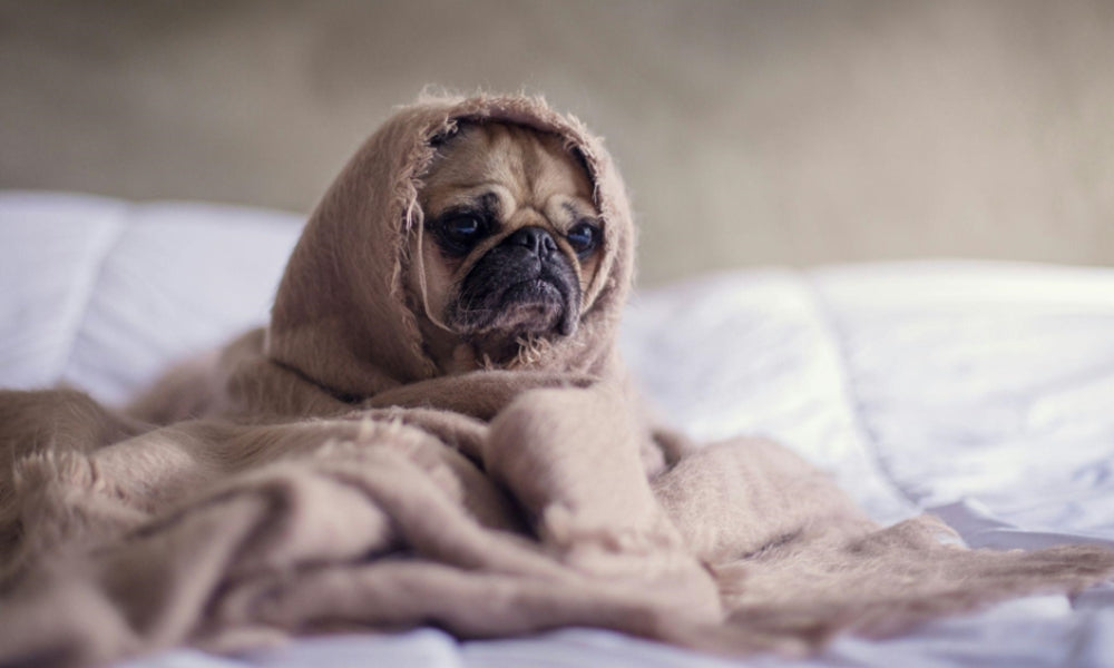 10 Main Signs Of Stress In Dogs
