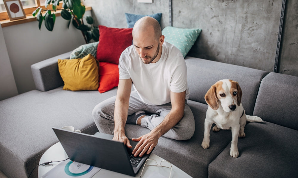 10 Ways To Keep Your Dog Busy While At Home CityBear