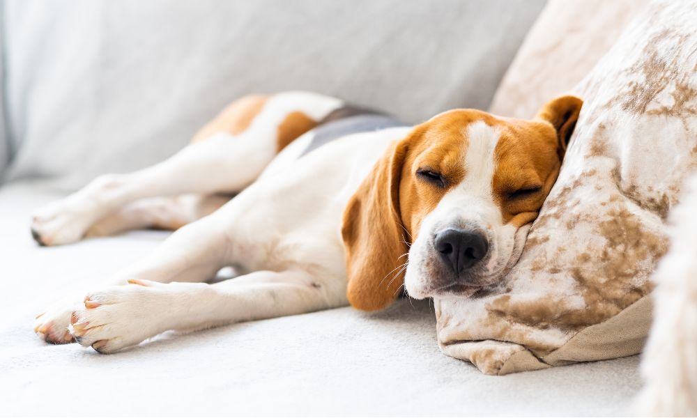 15 Best Apartment Dogs For People With Small Spaces And Big Hearts