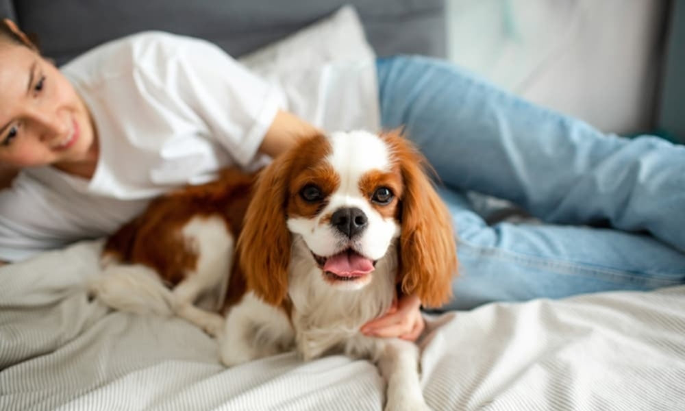 20 Calmest Dog Breeds For Families That Prefer A Laid-Back Pup