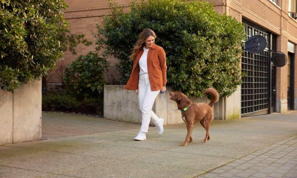 250 Popular Girl Dog Names That Are Cute And Unique For Your Snuggle Buddy