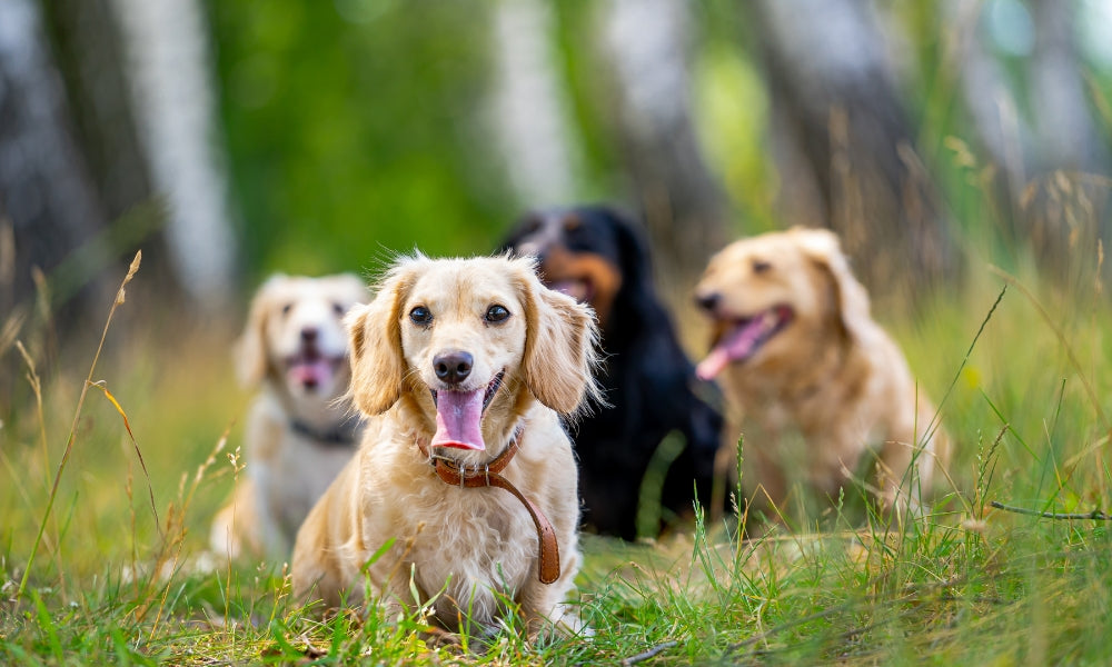 30 Small Dog Breeds That Stay Tiny Forever