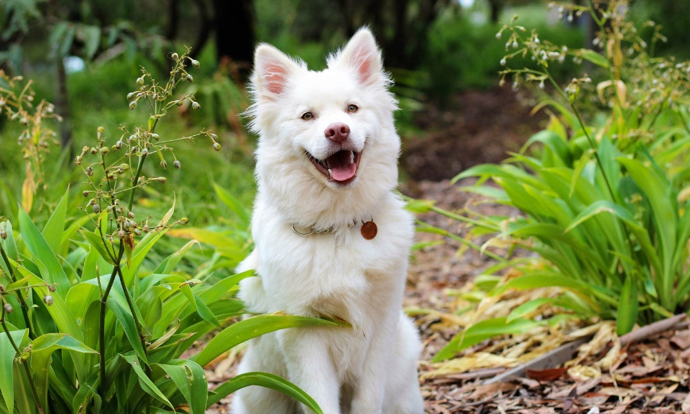 5 Small White Dog Breeds That Make Great Pets