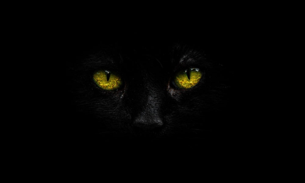 75 Best Black Cat Names For Your Mysterious New Kitty