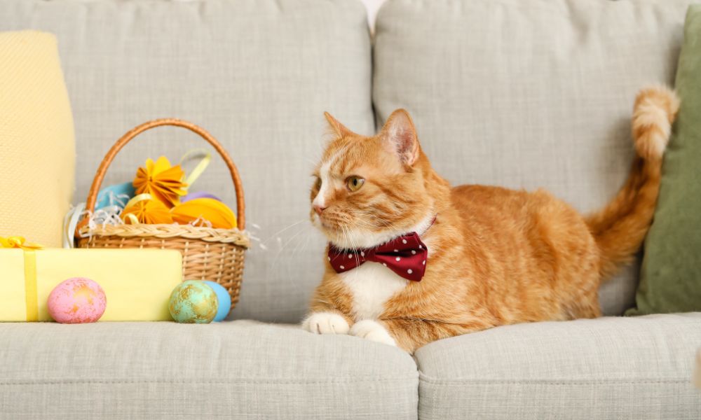8 Cat Easter Basket Gift Ideas