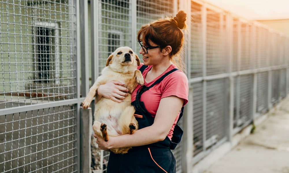 Adopting A Dog From A Shelter Or Rescue? Here’s Everything You Need To Know