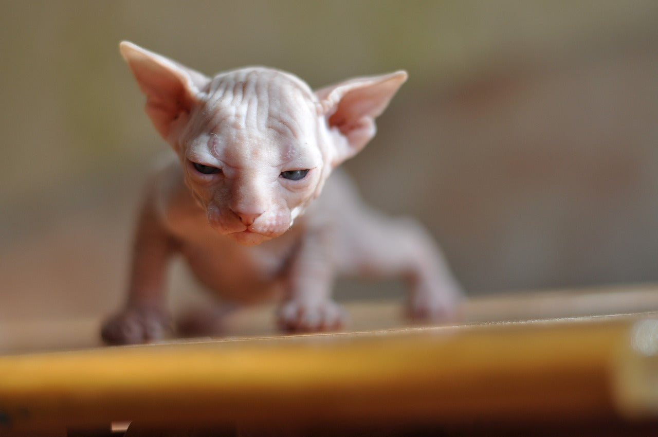 Unraveling the Enchantment of Bambino Sphynx Cats: CityBear