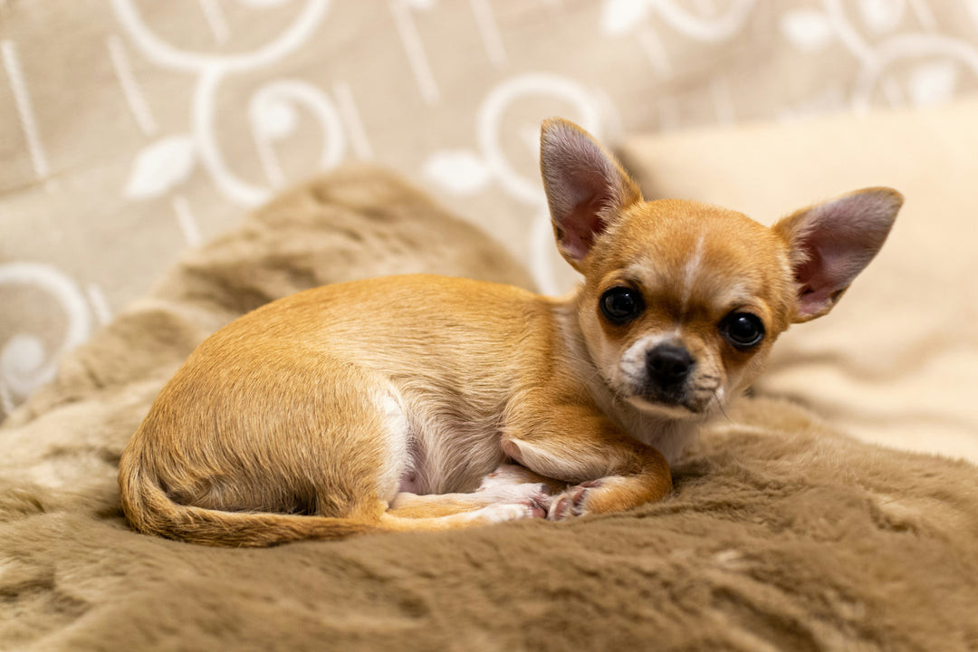 Chihuahua: The Perfect Small Breed Perfect Pet