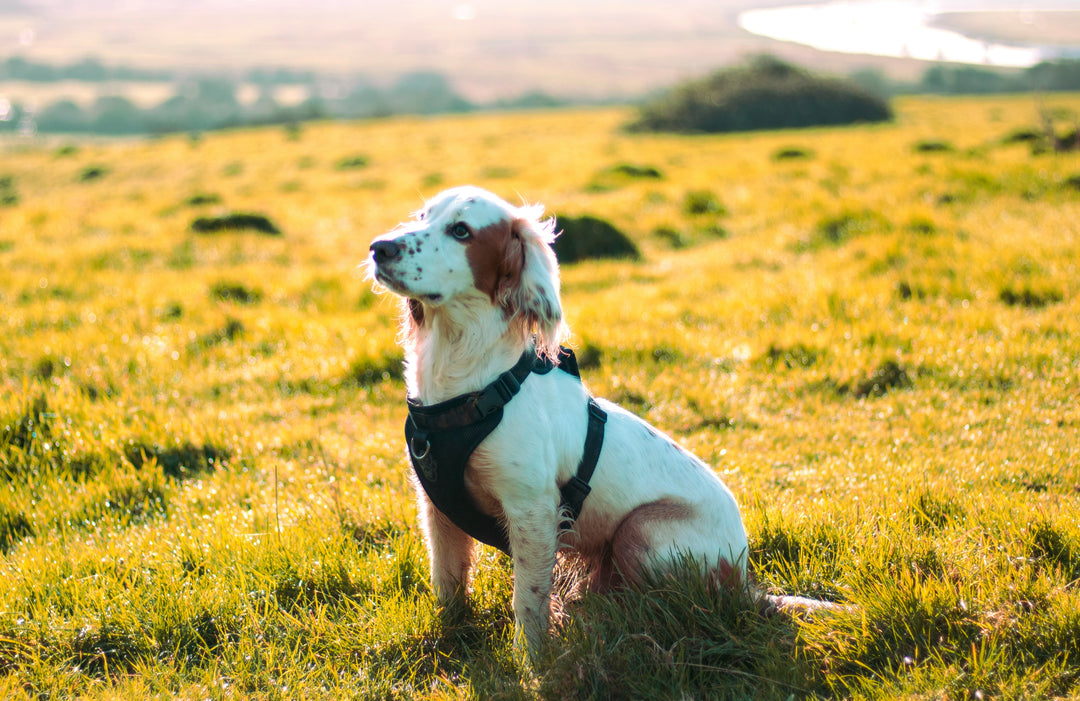 Cocker Spaniels: Personality and Traits