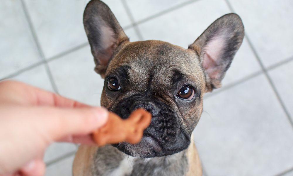 DIY Dog Treat: Classic Easter Bunny Treats For Dogs