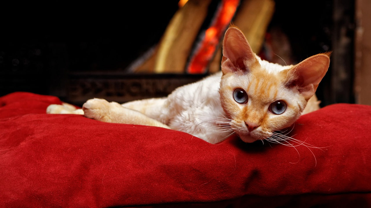 Unraveling the Enigma of Devon Rex Cats CityBear