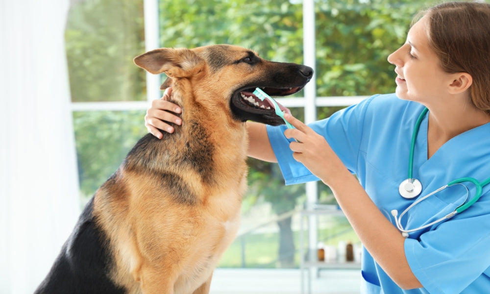 Dog Dental Care Tips: 7 Ways To Keep Your Dog’s Teeth Clean And Healthy