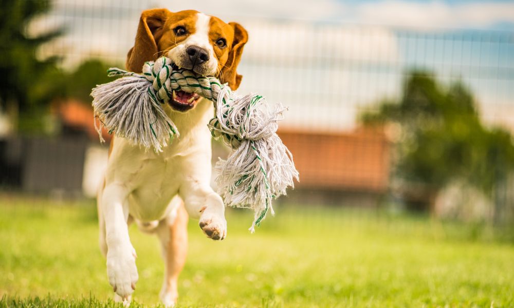 Dog Exercise Tips For Spring