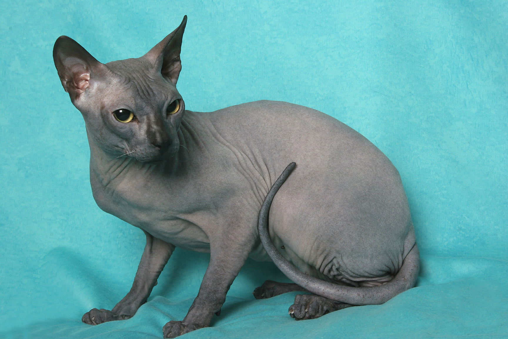 The Enigmatic Charm of Donskoy Sphynx Cats CityBear