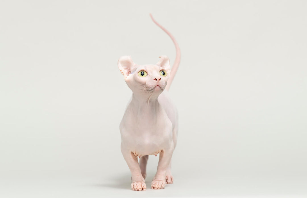 Embracing the Unique Charm of Dwelf Sphynx Cats