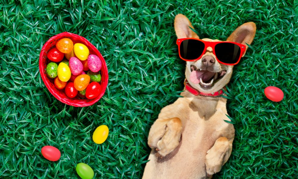 Games For Dogs: DIY Easter Egg Hunt