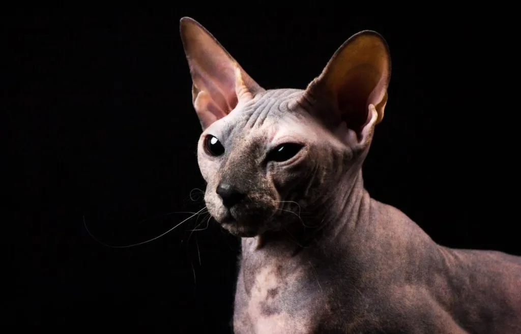 Hairless Wonders: Exploring the 10 Best & Rare Hairless Cat Breeds