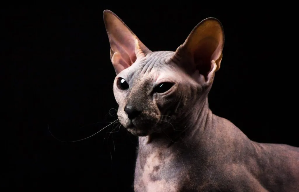 Hairless Wonders: Exploring the 10 Best & Rare Hairless Cat Breeds CityBear
