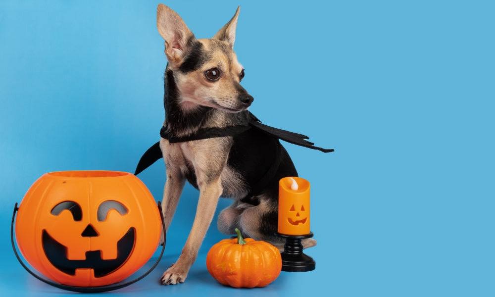 Halloween Safety Tips For Small Dogs
