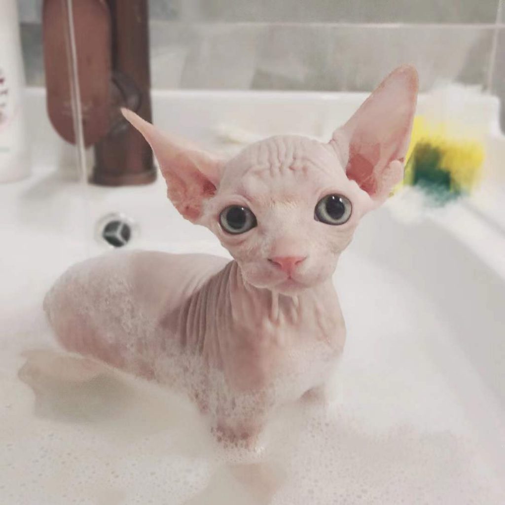 How to Bathe a Sphynx Cat CityBear