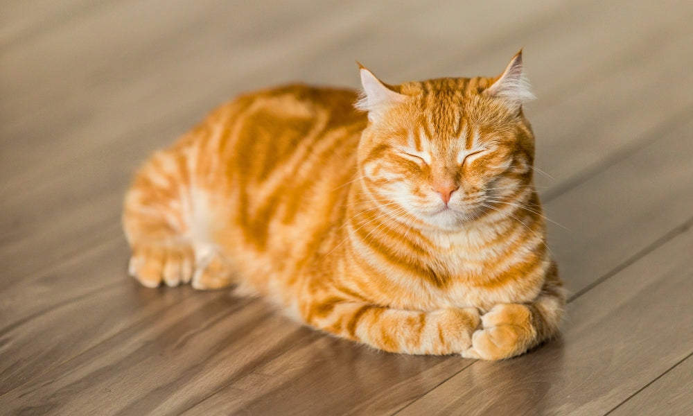 How Heavy Should My Cat Be
