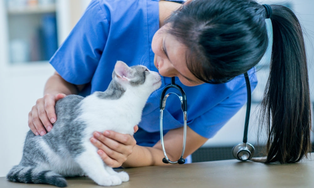 How Often Do You Take A Cat To The Vet CityBear