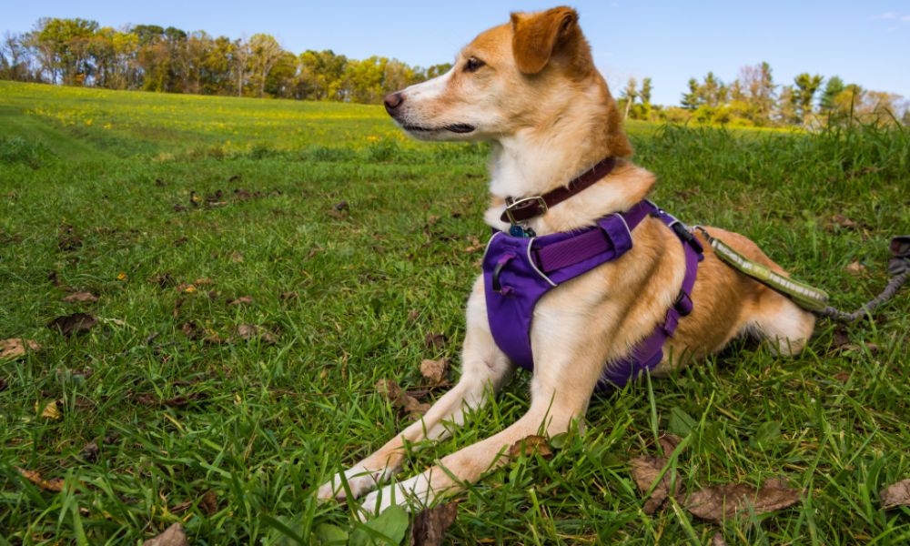How To Choose Between A Reversible Harness Or No-Pull Harness
