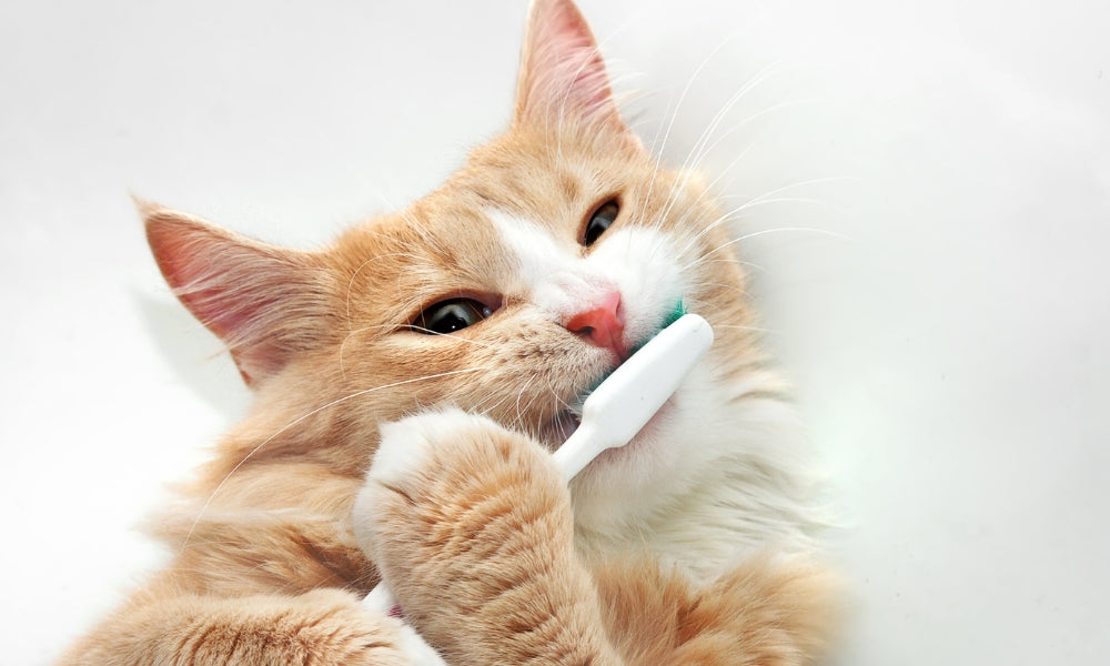 How To Keep Cat Teeth Clean 7 Dental Care Tips From Vets