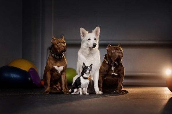 Large And Small Low-Shedding Dog Breeds