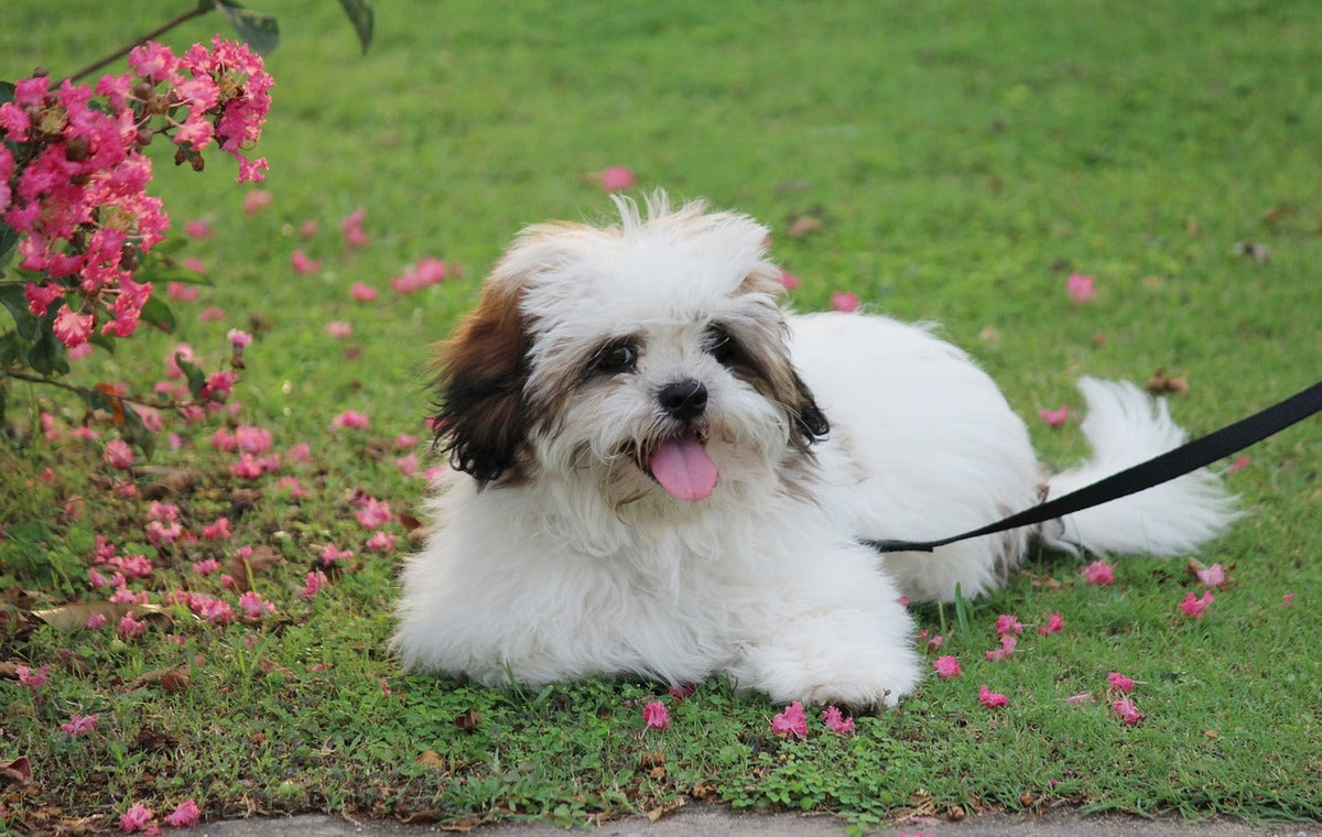 Lhasa Apso: The Little Pet with a Majestic History CityBear