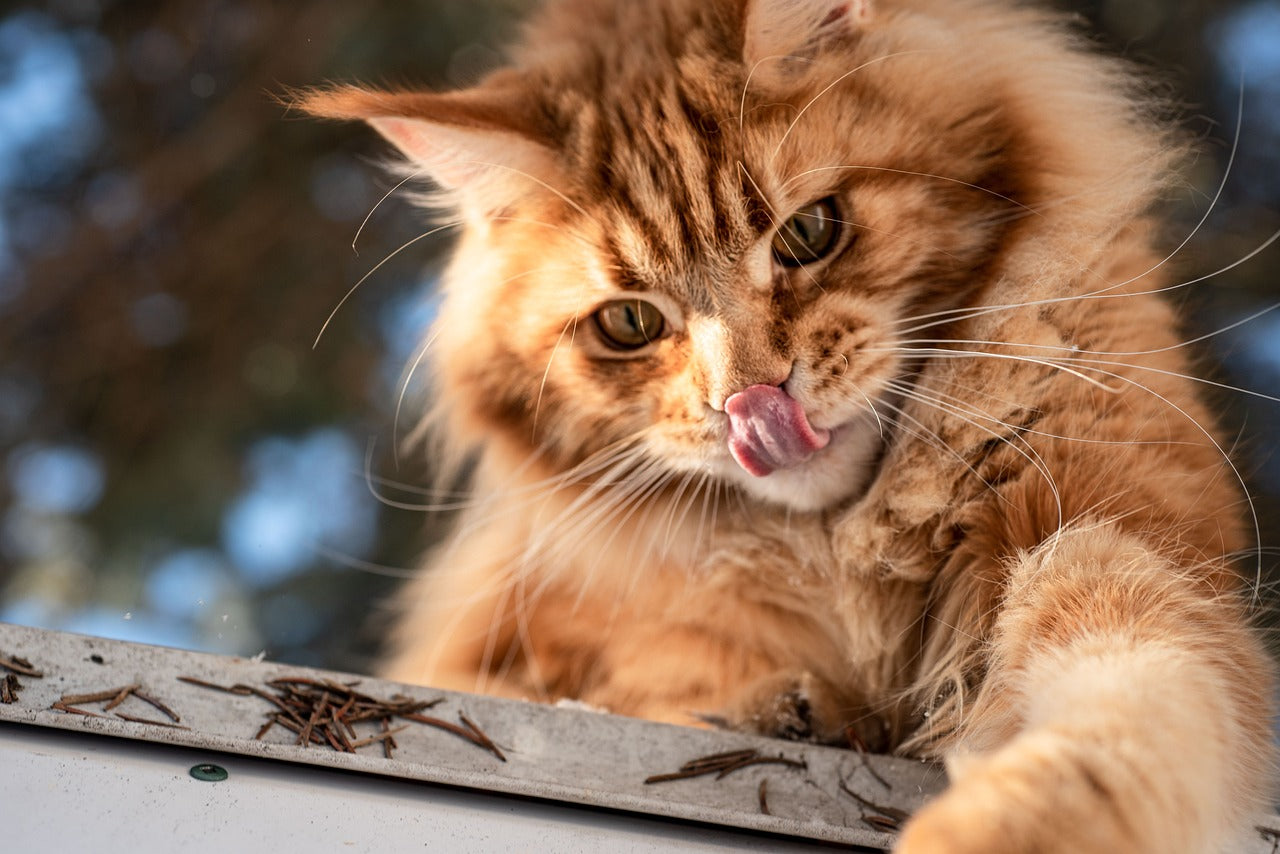 Maine Coons cat: The Pinnacle of Feline Grandeur CityBear