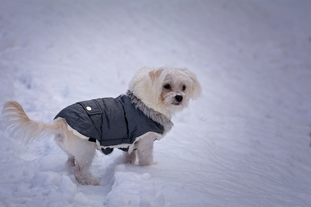 The Maltese Dog: A Tiny Companion with a Big Heart