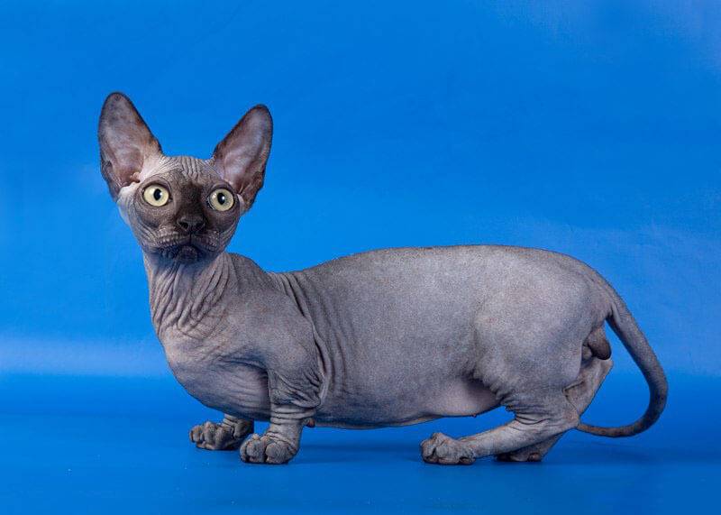 The Minskin Sphynx Cat: A Unique and Fascinating Breed CityBear