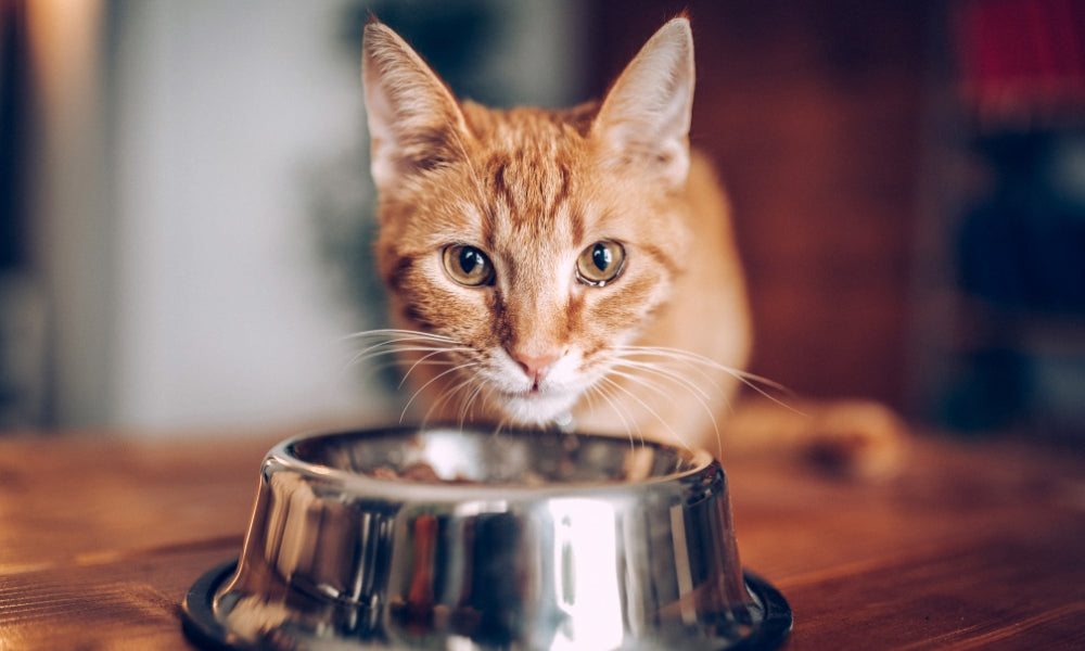 My Cat Keeps Knocking Over Their Water Bowl. Is This Normal?