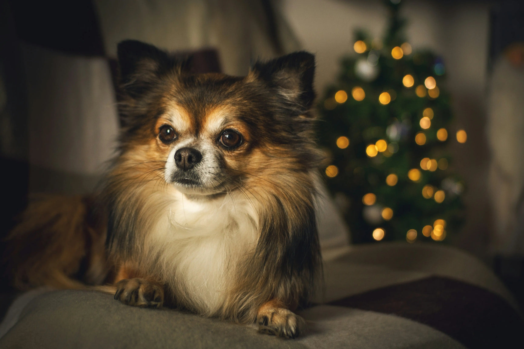Papillon: The Little Dog with a Big Personality CityBear
