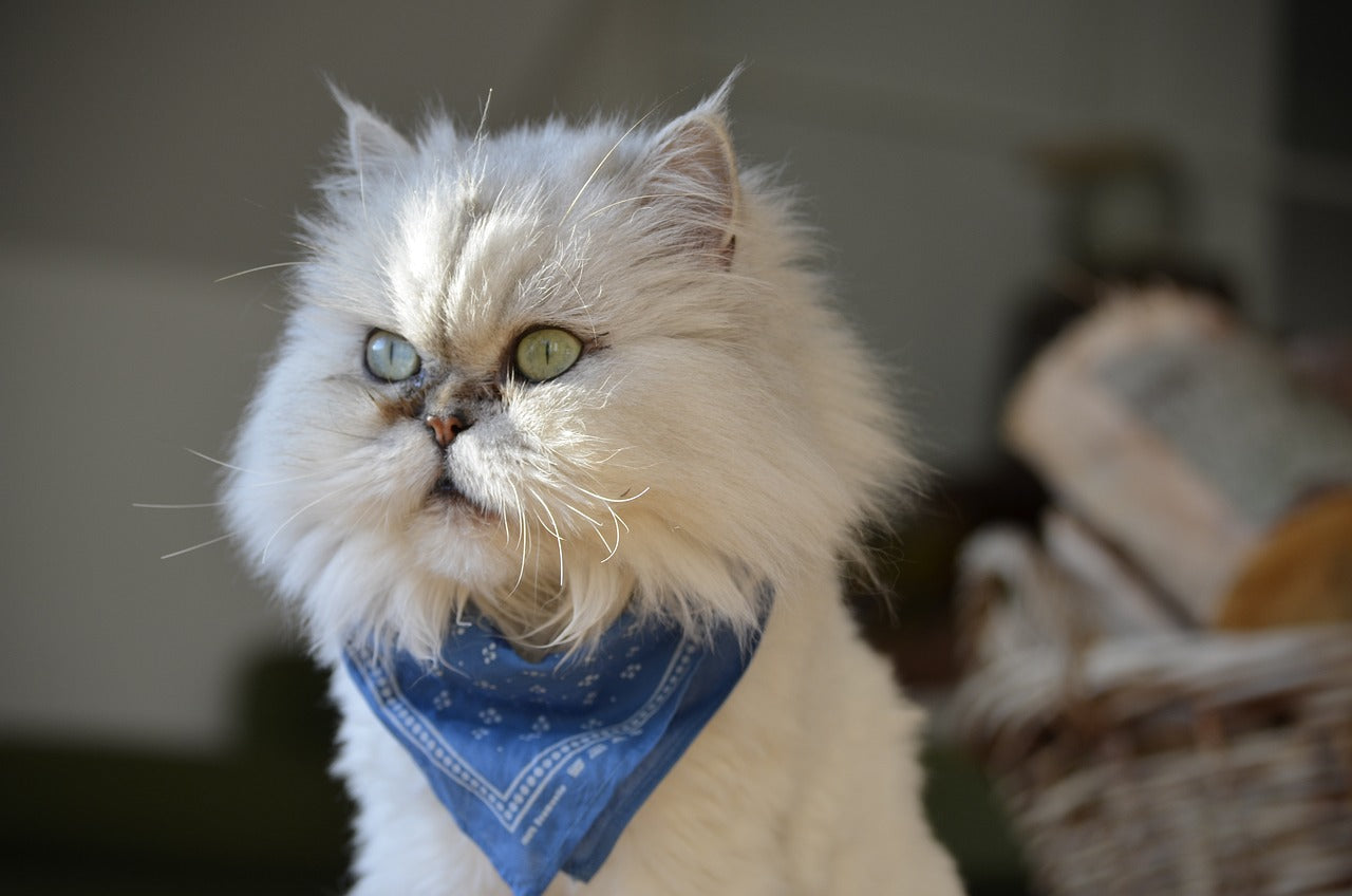 The Elegance and Enigma of Persian Cats CityBear