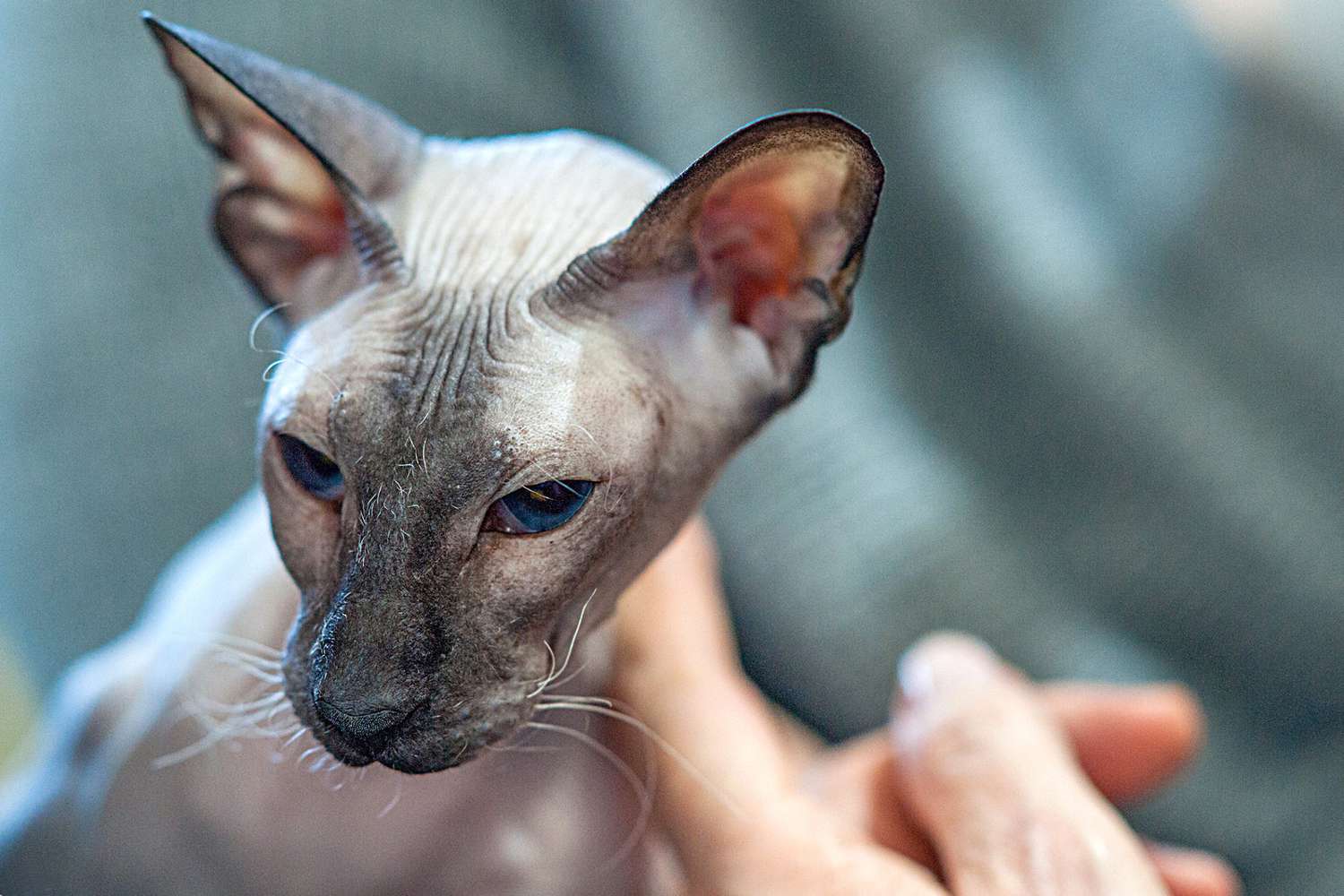 Peterbald Cats: A Guide to Breed Traits, and Care CityBear