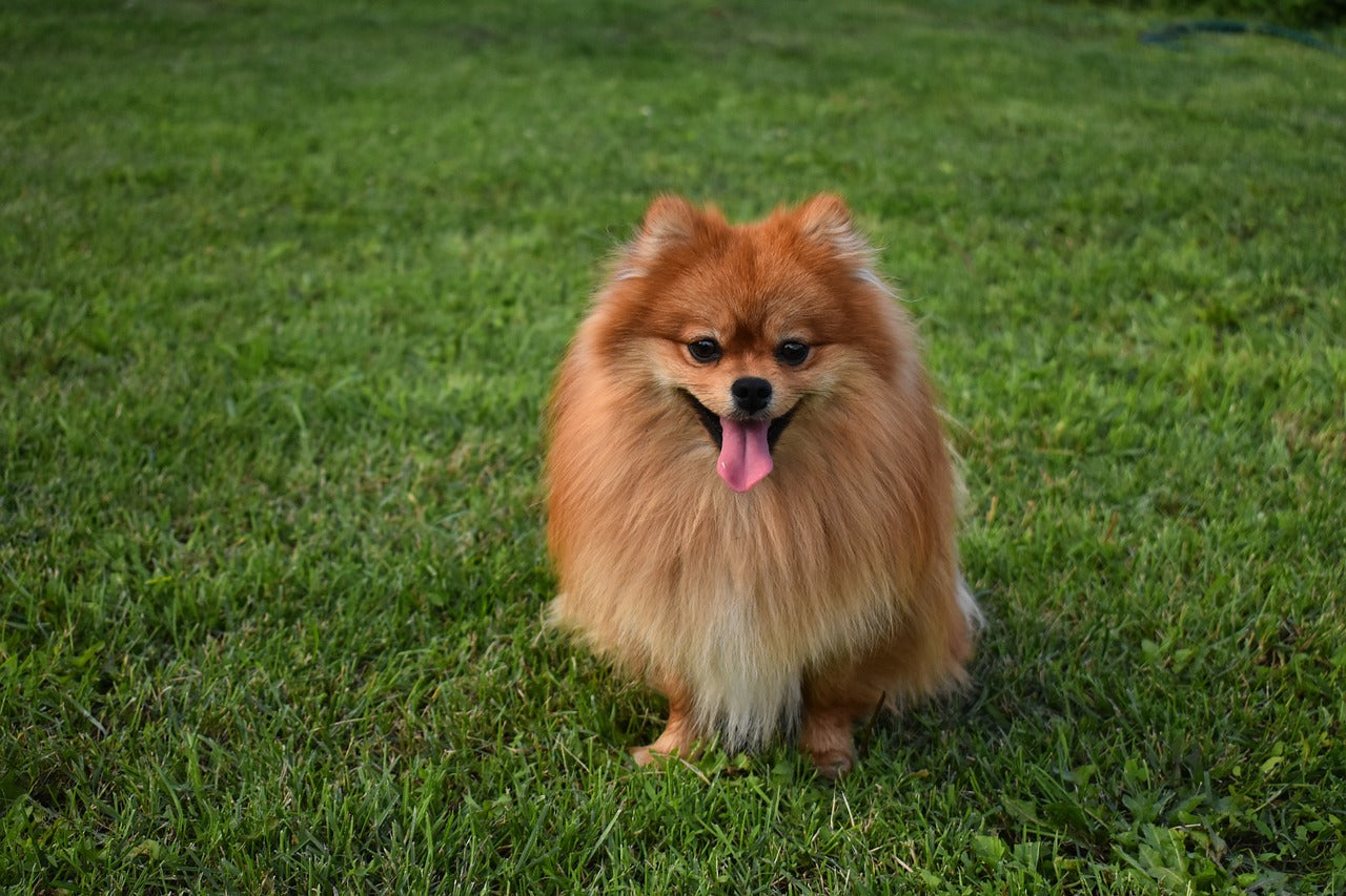 The Charm of The Beautiful Pomeranian Little Dog CityBear