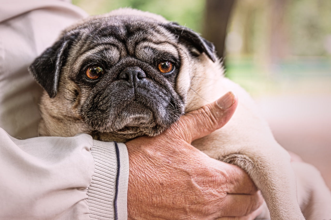 The Little Beautiful Pet Pug: A Perfect Companion CityBear