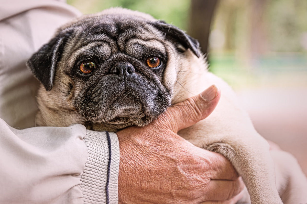 The Little Beautiful Pet Pug: A Perfect Companion CityBear